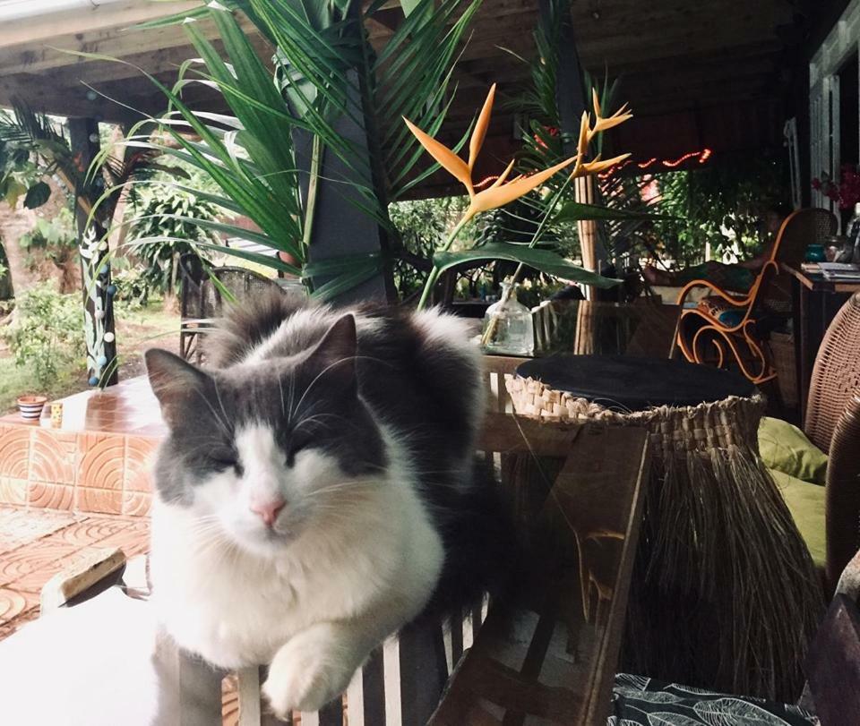 Paopao Fare Haurevaiti Moorea מראה חיצוני תמונה